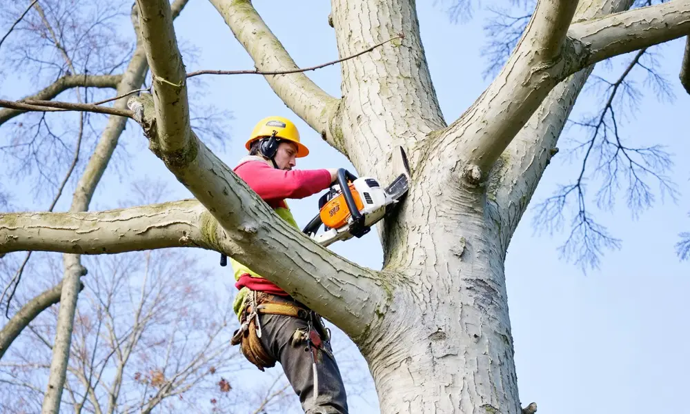 arbres entretenus dans un espace vert